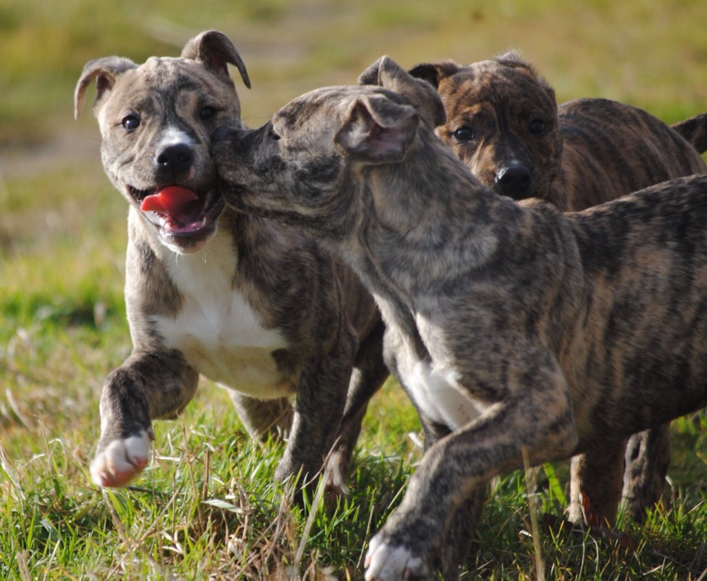 Wargamers’ Tales- the&nbsp;Alaunt